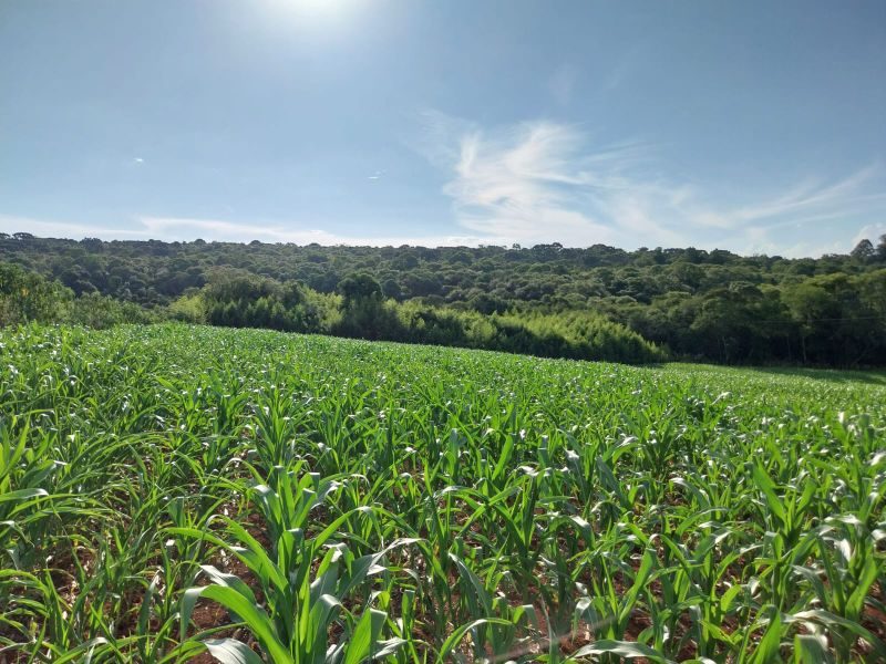 SITIO - FAZENDA ZANDAVALI