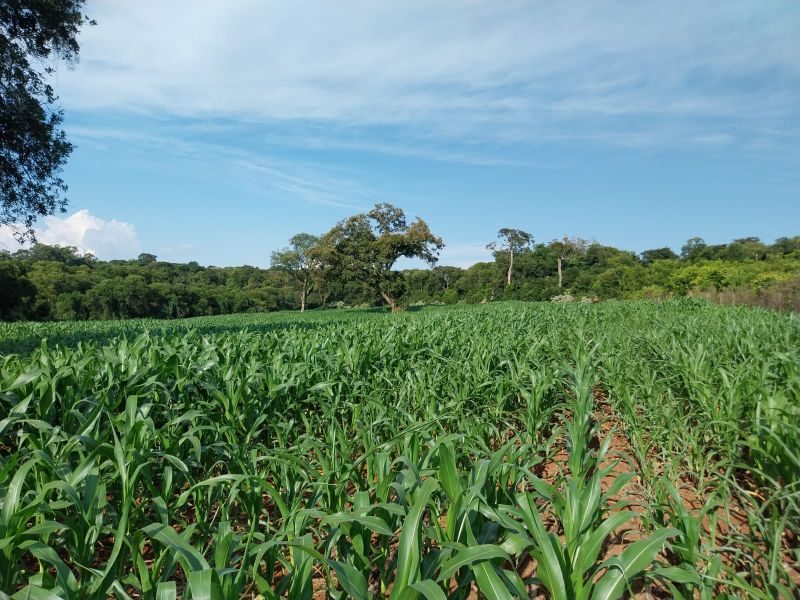SITIO - FAZENDA ZANDAVALI 4