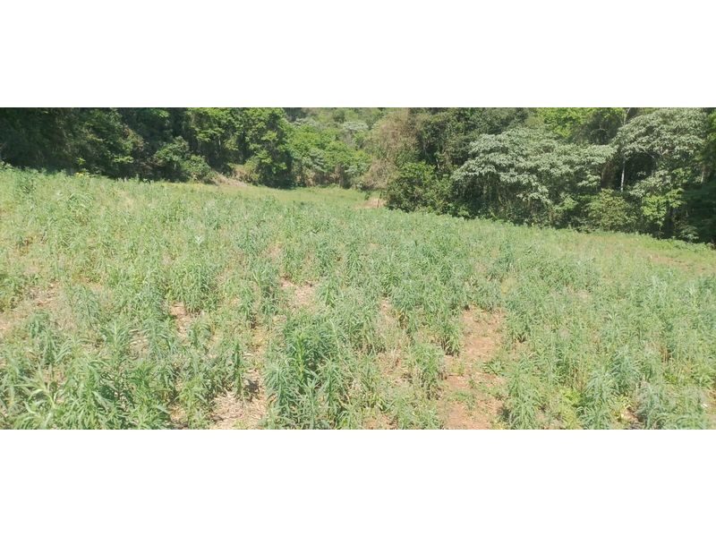 CHÁCARA - ARVOREDO 5