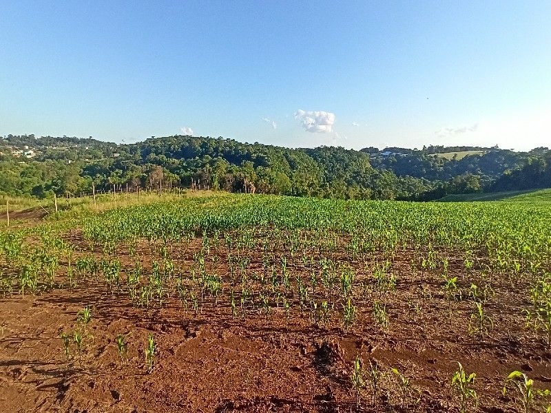 ÁREA DE TERRA - PALMITAL 6