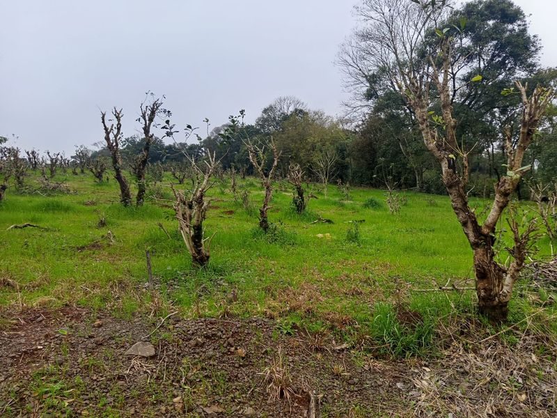 ÁREA DE TERRA - PALMITAL DOS FUNDOS