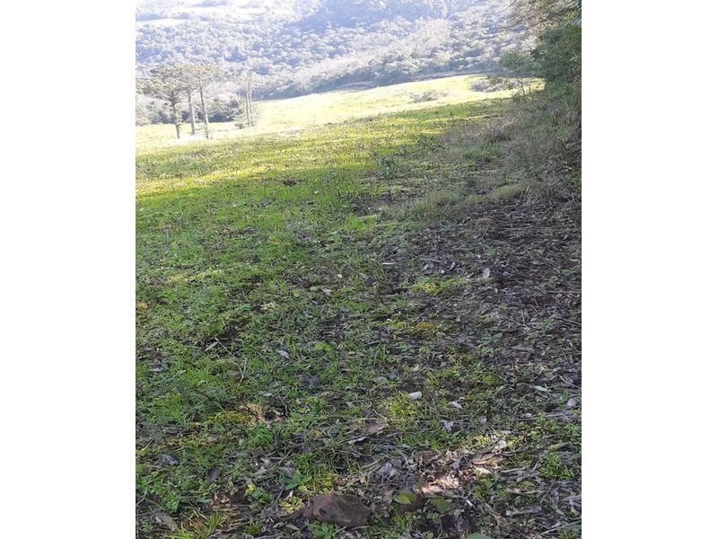 ÁREA DE TERRA - SESSÃO DOURADINHO 8