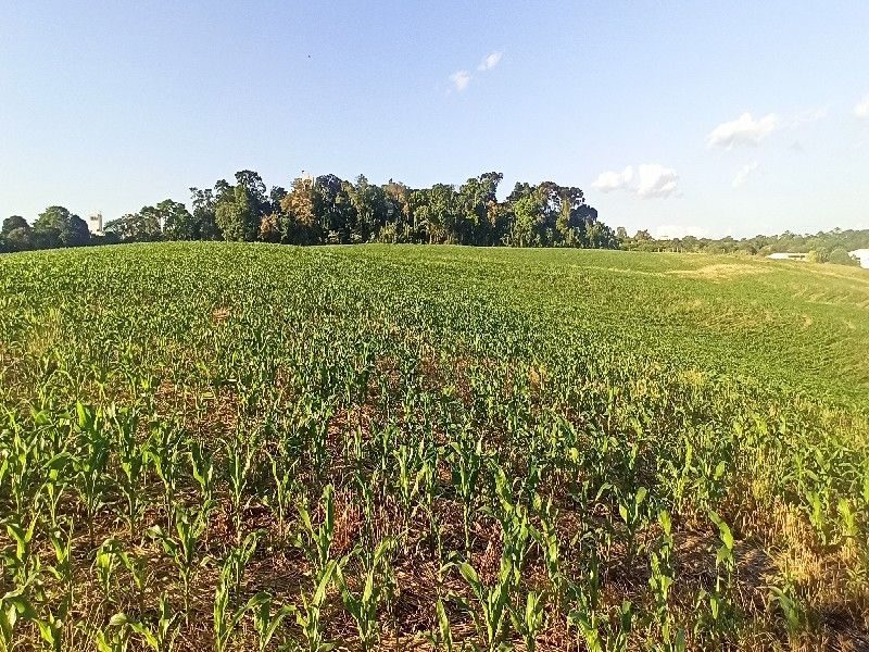 ÁREA COMERCIAL - PALMITAL